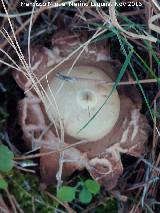 Estrella de tierra estriada - Geastrum hygrometricus. Cerro de Cao Quebrado - Jan