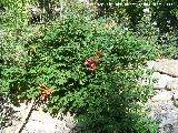 Trompeta trepadora - Campsis radicans. Los Villares