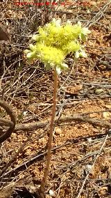 Ua de gato - Sedum sediforme. Las Nogueruelas - Frailes