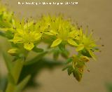 Ua de gato - Sedum sediforme. Los Villares