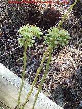 Ua de gato - Sedum sediforme. Flores. Pea de la Fuente - Jamilena