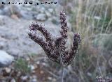 Ua de gato - Sedum sediforme. Jan