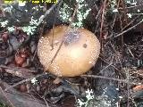 Amanita pantera - Amanita pantherina. 