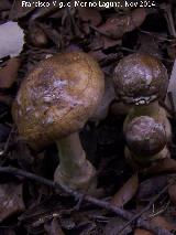 Amanita pantera - Amanita pantherina. Zagrilla Baja - Priego de Crdoba