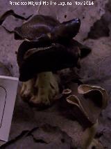 Oreja de negra - Helvella lacunosa. Zagrilla Baja - Priego de Crdoba