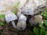 Coprino antialcohlico - Coprinus atramentarius. La Pea de Jan. Fede