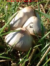 Coprino antialcohlico - Coprinus atramentarius. 