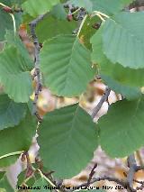 Aliso - Alnus glutinosa. Zagrilla Baja - Priego de Crdoba