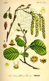 Aliso - Alnus glutinosa. 