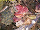 Pipa - Ganoderma lucidum. 