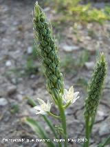 Gamn de montaa - Asphodelus albus. Gamn joven. Canjorro - Jan