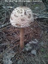 Apagador - Macrolepiota procera. El Vaquerizo - Castellar