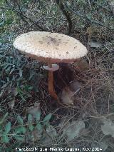 Apagador - Macrolepiota procera. El Vaquerizo - Castellar