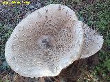 Apagador - Macrolepiota procera. 