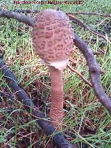 Apagador - Macrolepiota procera. 