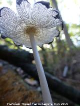 Coprino blanquinegro - Coprinus picaceus. Molino del Rincn - Mengbar