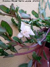 Verdolaga - Portulaca sp.. Flor blanca distinta a las normales