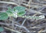 Verrucaria - Heliotropium europaeum. Los Villares