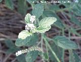 Verrucaria - Heliotropium europaeum. Los Villares