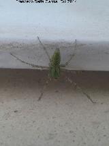 Araa Lince Verde - Peucetia viridans. Torreperogil