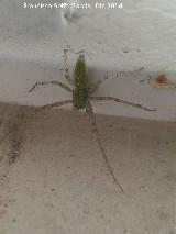 Araa Lince Verde - Peucetia viridans. Torreperogil