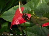 Cala roja - Anthurium andreanum. Granada