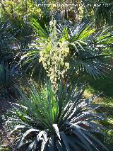 Yuca - Yucca gloriosa. Crdoba