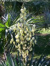 Yuca - Yucca gloriosa. Crdoba