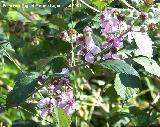 Zarzamora - Rubus fruticosus. Segura