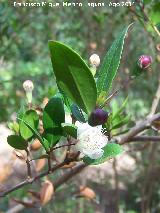 Arrayn - Myrtus communis. Pea del Olivar - Siles