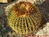 Cactus asiento de suegra - Echinocactus grusonii. Castillo de Santa Brbara - Alicante