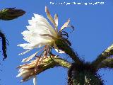 Cactus de San Pedro - Echinopsis pachanoi. Benalmdena