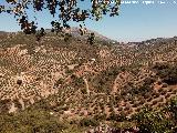 Camino de Martos. 