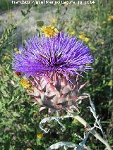 Cardo comestible - Cynara cardunculus. Camino Viejo a Valdepeas - Martos