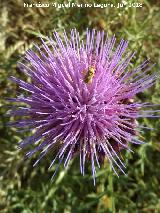 Cardo comestible - Cynara cardunculus. Vaciacos - Jan