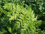 Culantrillo negro - Asplenium onopteris. Baeza