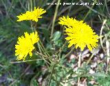 Cerraja - Sonchus oleraceus. Jan