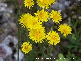 Cerraja - Sonchus oleraceus. Cerro Veleta - Jan