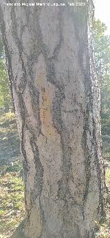 Pino de las Cruces. Pino peque�o de las Cruces, al otro lado del carril