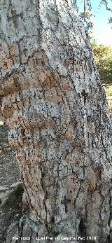 Pino de las Cruces. Cruces