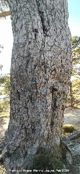 Pino de las Cruces. Cruces