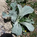 Gordolobo - Verbascum hervieri. Jan