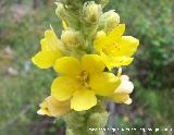 Gordolobo - Verbascum hervieri. Segura