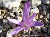 Azafrn serrano - Crocus serotinus. La Pandera - Valdepeas de Jan