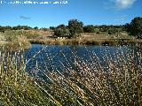 Laguna de Burguillos. 