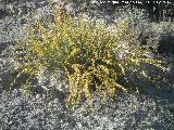 Aulaga - Ulex parviflorus. El Cerrajn - Los Villares