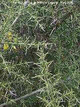 Aulaga - Ulex parviflorus. Cerro Algarrobo - Fuensanta de Martos