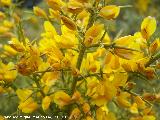 Aulaga - Ulex parviflorus. Cerro Algarrobo - Fuensanta de Martos