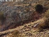 Pinturas rupestres de las Cuevas del Curro Abrigo I. Abrigo