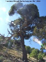 Pino carrasco - Pinus halepensis. Pinar de Cnava - Jimena